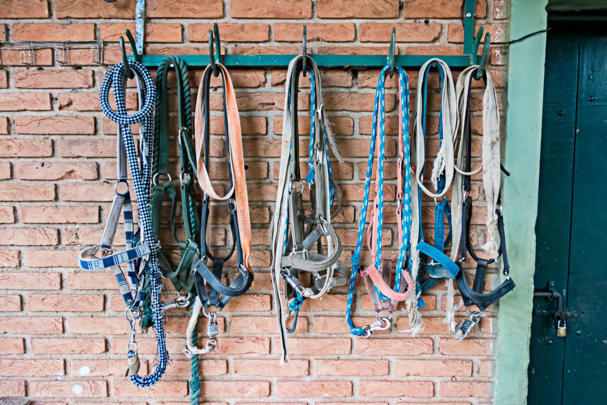 The Tack Wall — Essential Horse Tack for Control, Comfort & Everyday R ...